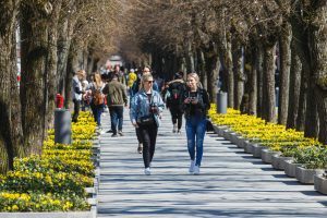 Sužydėjo narcizai Laisvės alėjoje