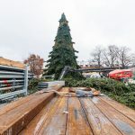 Statoma kalėdinė eglutė Rotušės aikštėje