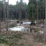 Kertamos pušys Kačerginėje