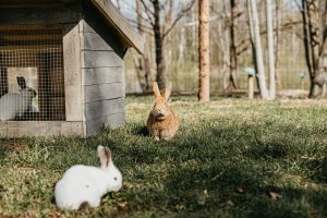 „Basomis per Kadagynę“ / Organizatorių nuotr.