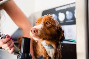 „Dog Wash“ / Švaros broliai nuotr.