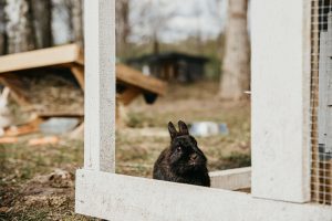 „Basomis per Kadagynę“ / Organizatorių nuotr.