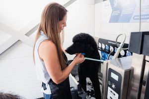 „Dog Wash“ / Švaros broliai nuotr.