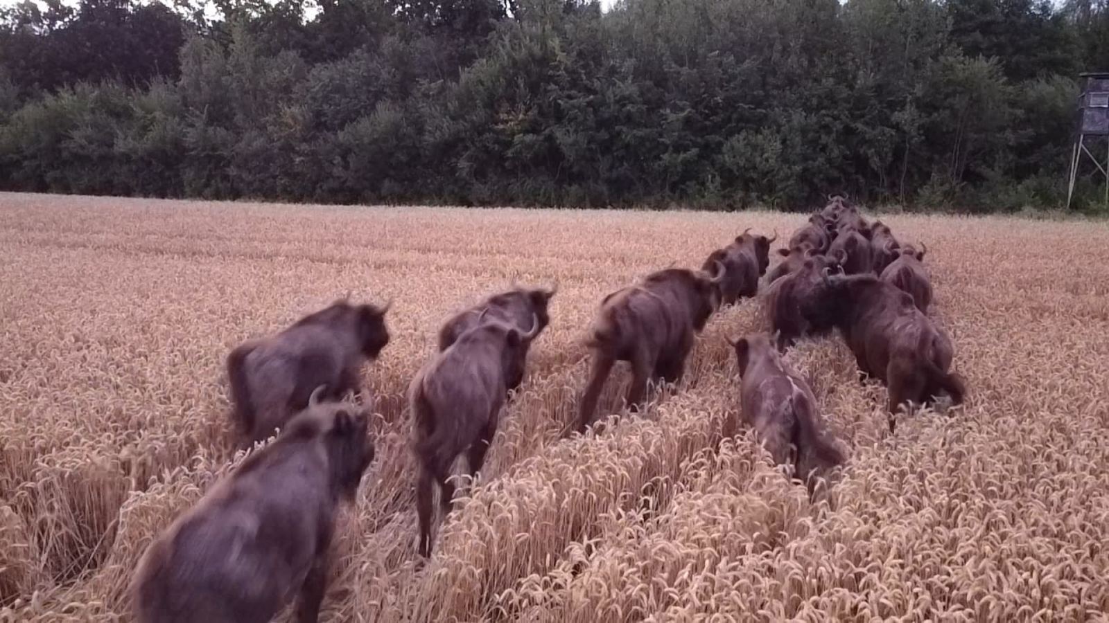 Stumbrai Kauno rajone / N. Žmuidzinavičienės asmn. albumo nuotr.