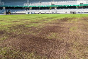 Atidengta gelbėta Kauno stadiono veja / Kas vyksta Kaune nuotr.