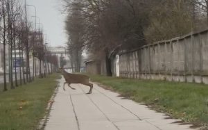 Stirna Europos pr. / Stop kadras