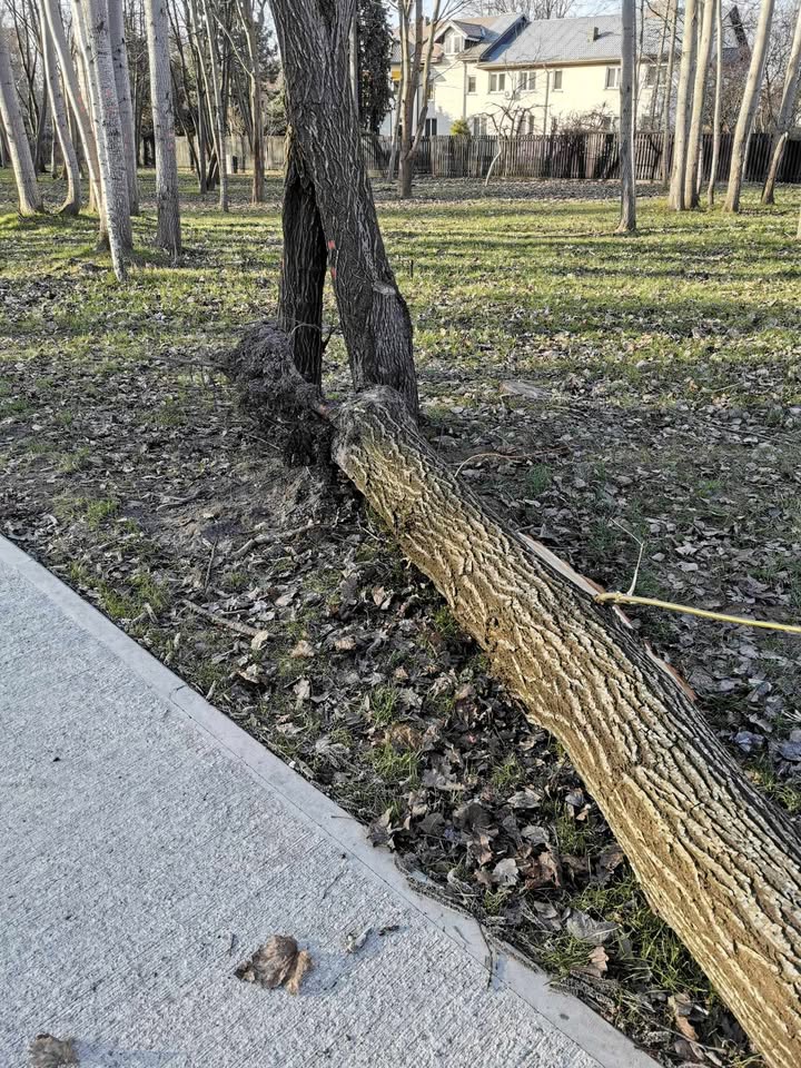 Naujakurių parke jau lūžta medžiai / Skaitytojo nuotr.