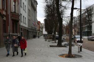 Laisvės alėjos liepa milžinė / M. Patašiaus nuotr.