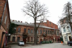 Laisvės alėjos liepa milžinė / M. Patašiaus nuotr.