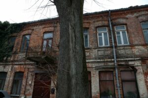 Laisvės alėjos liepa milžinė / M. Patašiaus nuotr.