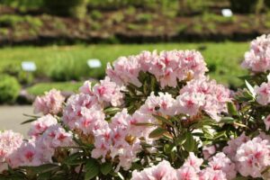 Rododendrai / VDU Botanikos sodo nuotr.
