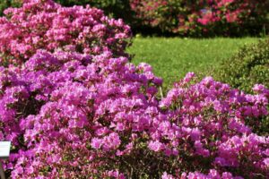 Rododendrai / VDU Botanikos sodo nuotr.
