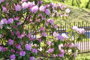 Rododendrai / VDU Botanikos sodo nuotr.