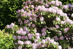 Rododendrai / VDU Botanikos sodo nuotr.