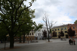 Nepriklausomybės aikštės ąžuolai / M. Patašiaus nuotr.