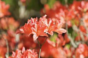 Rododendrai / VDU Botanikos sodo nuotr.