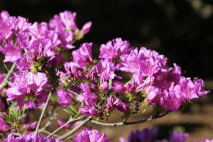 Rododendrai / VDU Botanikos sodo nuotr.