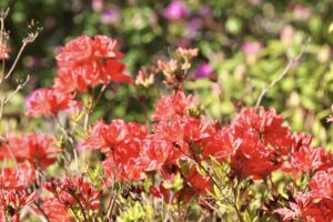 Rododendrai / VDU Botanikos sodo nuotr.