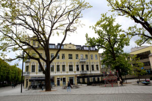 Nepriklausomybės aikštės ąžuolai / M. Patašiaus nuotr.