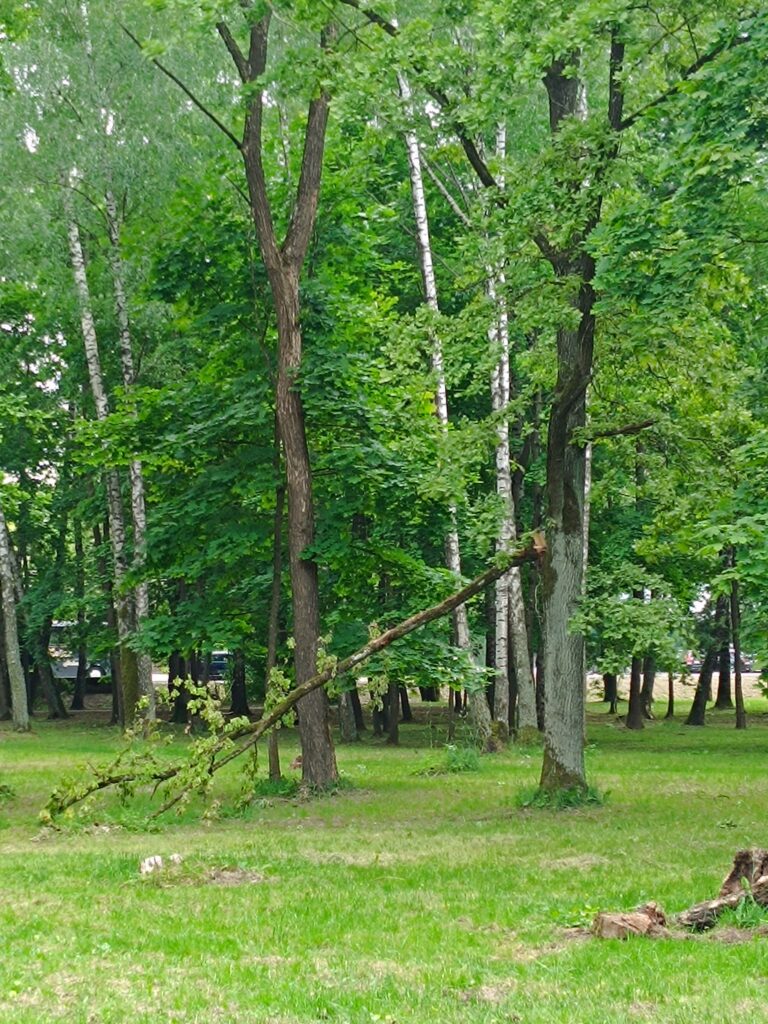 Vėjo padariniai Ąžuolyne / skaitytojo nuotr.
