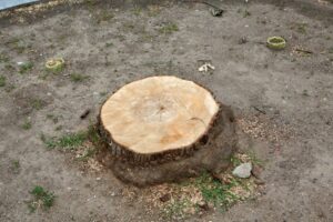 Klevas Nepriklausomybės aikštėje / M. Patašiaus nuotr.