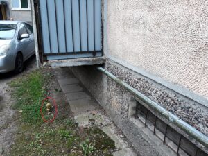 Grybai po balkonu / Skaitytojų nuotr.