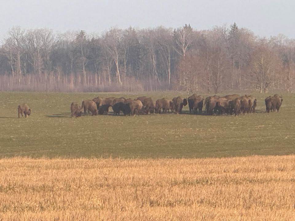 Stumbrų būrys netoli Kauno / Skaitytojo nuotr.